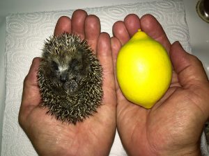 Untergewichtiges Igelkind, 75 g, der Entwicklung nach müsste es das Doppelte wiegen.