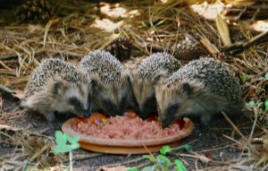 Jungigel gehören normalerweise in den Garten!