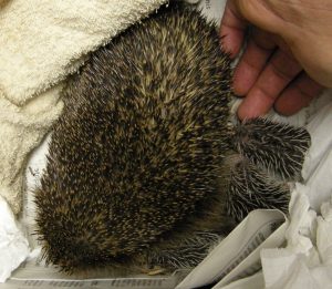 Igelin mit verletztem Vorderbein und zu wenig Milch für die Säuglinge. Hier wurde eine Handaufzucht notwendig.