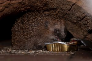 Auf die Schnelle oder für ein Foto geht’s auch mal so. — Foto: Kerstin Hinze