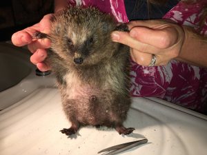 Kraulen igel bauch