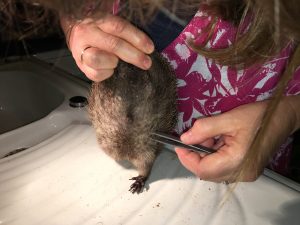 Zeckenentfernung unterm Bauch im Igel-"Handstand"