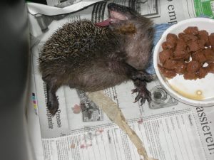 Jungigel bespeichelt sich mit dem Geschmack seiner ersten Fleischmahlzeit den Rücken (angeborenes, lebenslanges Verhalten bei neuen Gerüchen und Geschmäckern).