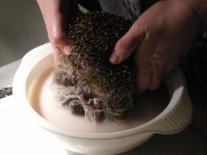 Beim Baden den Igel auch auf den Kopf drehen, so dass nur die Nase noch an der Luft ist.