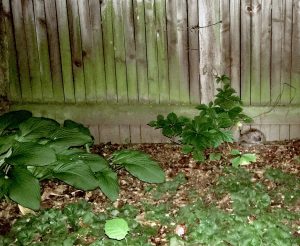 Igeldurchgang im Zaun, der selbe Igel von der Garten- ...