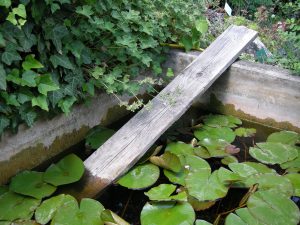 entdeckt im Belvedere-Park mitten in Wien