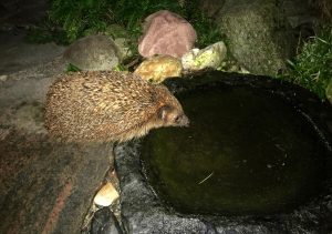 zu-igelfreundschaft-im-garten-9-92016-goe