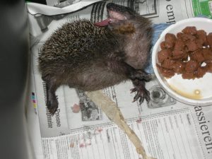 Jungigel gespeichelt sich mit dem Geschmack seiner ersten Fleichmahlzeit den Rücken (angeborenes, lebenslanges Verhalten bei neuen Gerüchen und Geschmäckern)