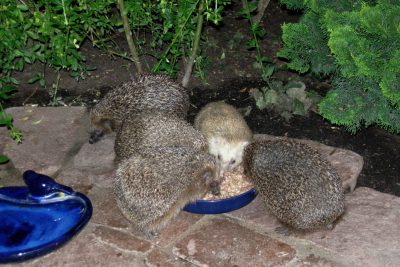 20.9.2009: Engelchen ist unserem Garten treu geblieben. Nach einem Winterschlaf in der Freiheit kommt sie im Frühjahr und im Herbst zur Futterstelle.