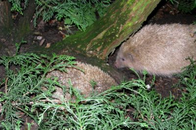 Im Sommer 2011 konnten wir einen leuzistischen Igelmann bei uns auswildern. Engelchen und der Blonde haben sich tatsächlich einige Male im Igelkarussell miteinander beschäftigt. 