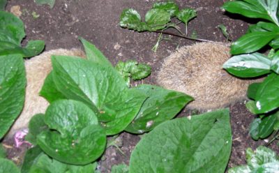 Blonden Nachwuchs haben wir aber nie in unserem Garten zu Gesicht bekommen.