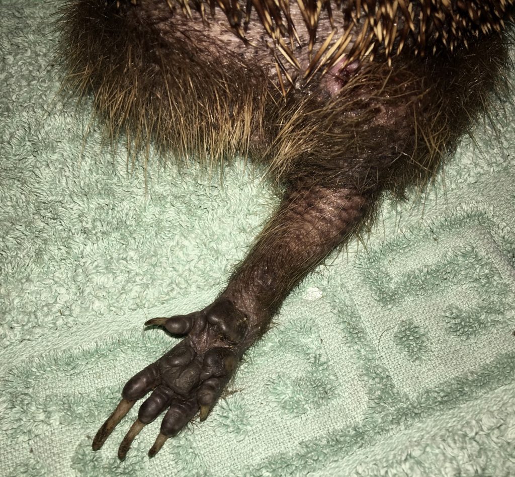 29. In welchem Fall muss ich meinem Pflegeigel die Krallen kürzen? Wie