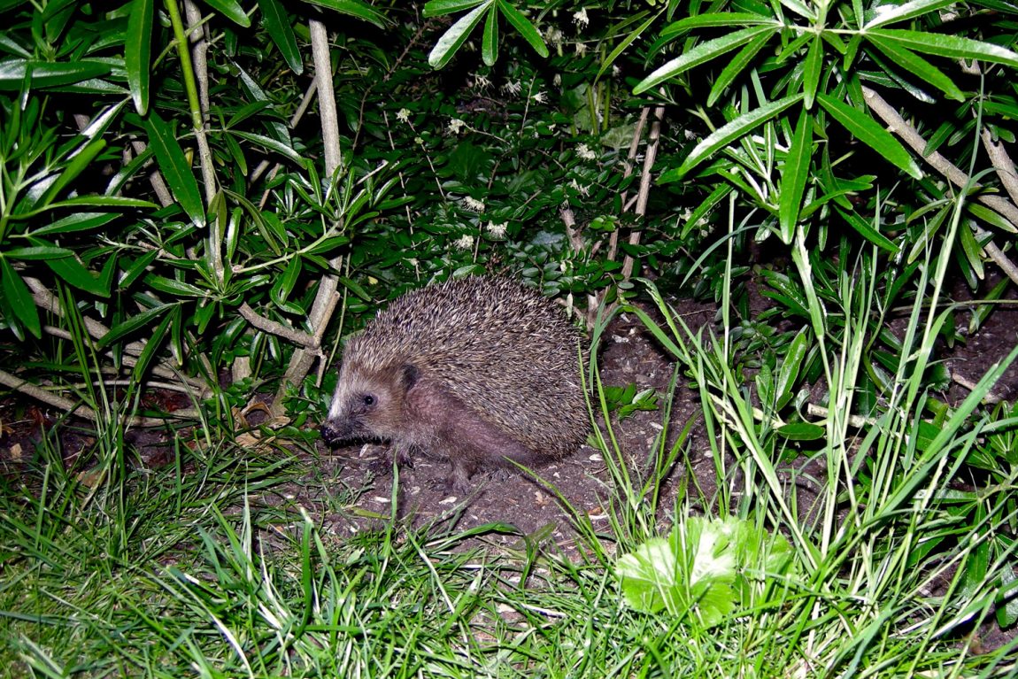 zu-Unser-Igel-stellt-sich-vor-1.jpg