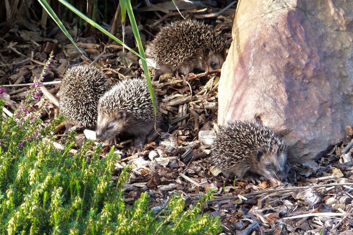 zu-Unser-Igel-stellt-sich-vor-11.jpg