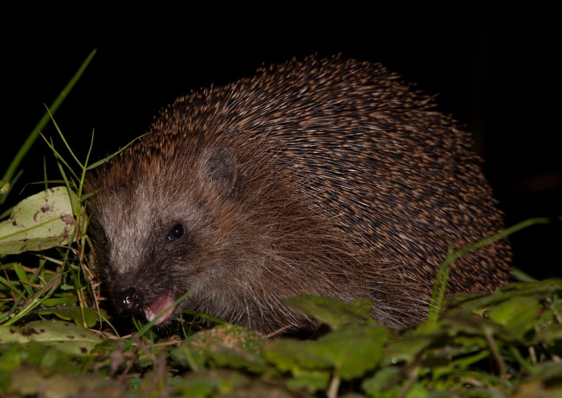 zu-Unser-Igel-stellt-sich-vor-2.jpg