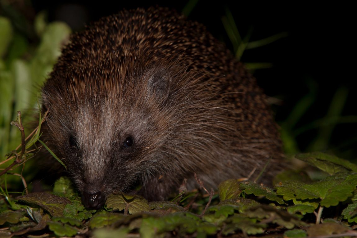 zu-Unser-Igel-stellt-sich-vor-3.jpg