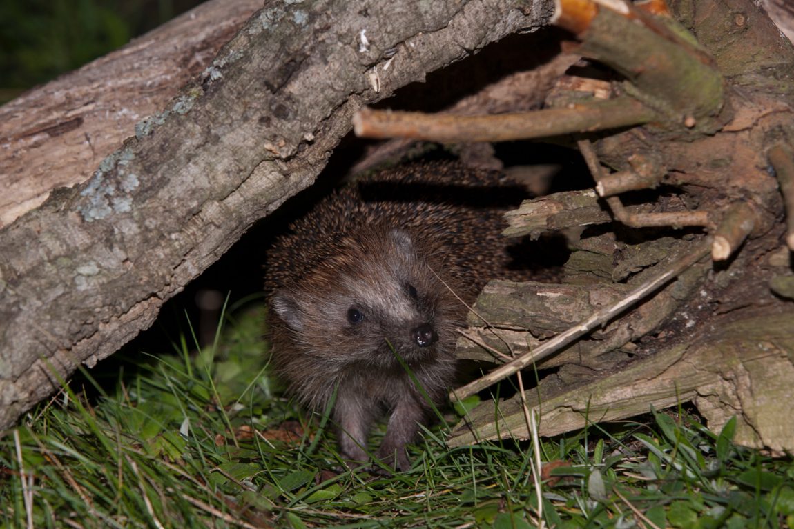 zu-Unser-Igel-stellt-sich-vor-4.jpg