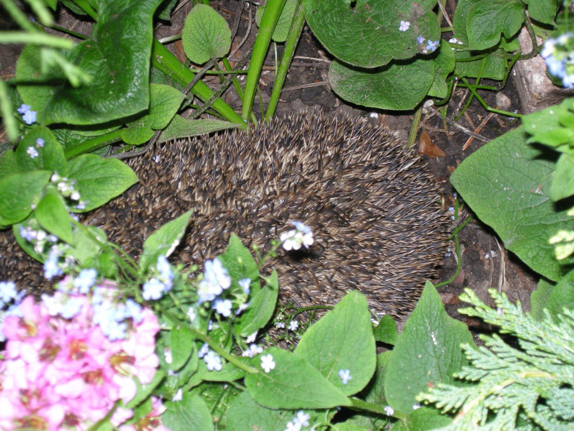 zu-Unser-Igel-stellt-sich-vor-7.jpg