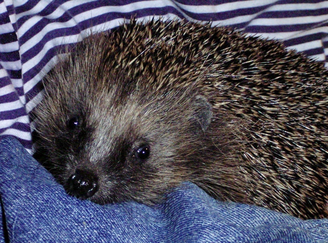 03-Igel-Sam-nach-erfolgreicher-Pilzbehandlung-die-ihn-in-der-Winterschlafbox-4-Wochen-nicht-zur-Ruhe-kommen-ließ.jpg