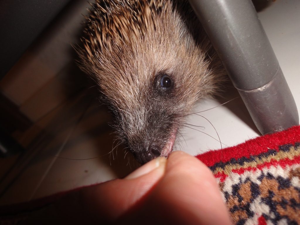 Handfütterung im wörtlichen Sinn: Der ausgebüchste Pflegeigel wird