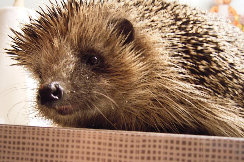 07-Just-von-Zecken-befreiter-Igel-guckt-über-den-Rand-des-Behandlungstisches.jpg