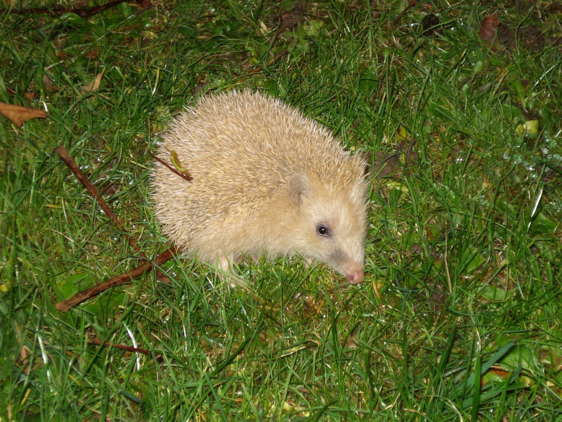 2007-11-24-1-erste-Sichtung-im-Park-Nordstemmen-Sabrina-Hornung.jpg