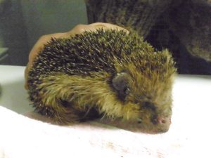 Nächster Fall: Igel mit entzündeten Verletzungen nach Fußtritten - Ausgehend von Verletzungen an der Hautoberfläche fressen Bakterien "Tunnel" und "Höhlen" ins Gewebe, die sich ohne Behandlung mit Eiter füllen und häufig zu Blutvergiftung und Exitus führen.