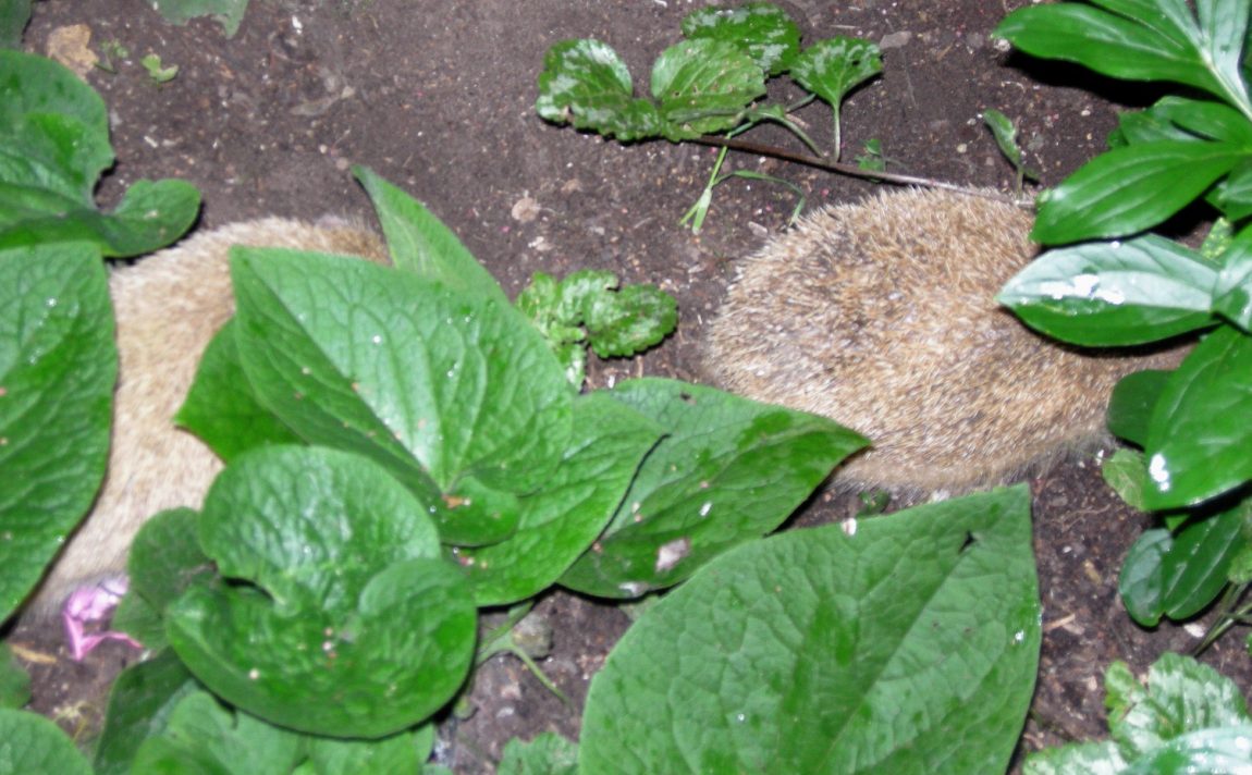 DSCN6634.jpg