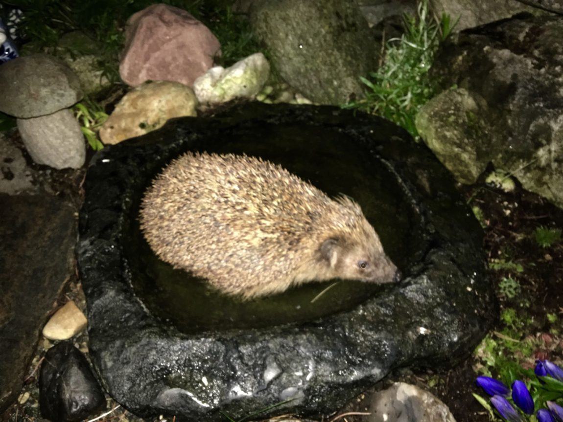 Igel-in-Vogeltränke.jpg