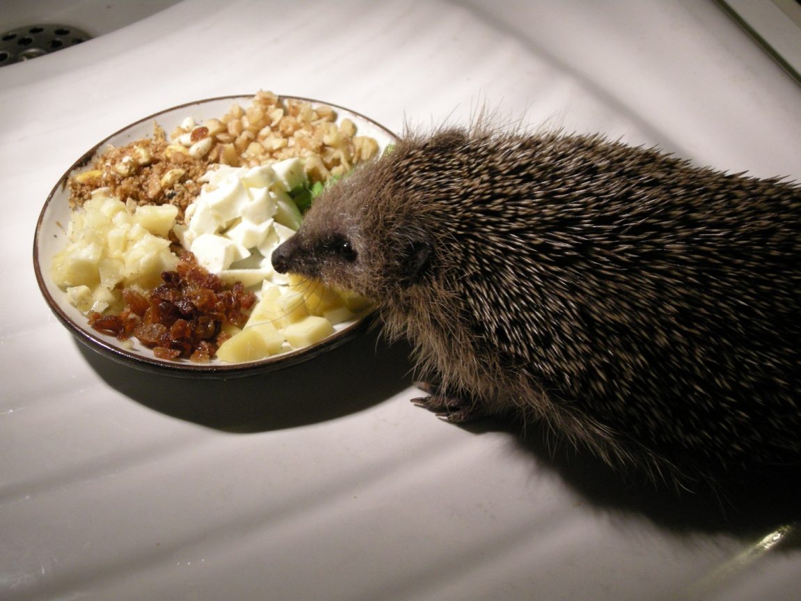 Vegetarischer-Teller-mit-Igel-der-wegen-Darmentzündung-kein-fleischhaltiges-Futter-frisst.jpg