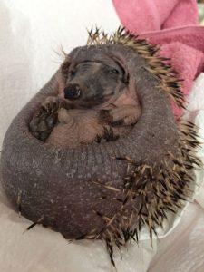 Nächster Fall: Stachelverlust nach behandelter Hautpilz-Erkrankung. Behandlung und Foto: Elke Adam