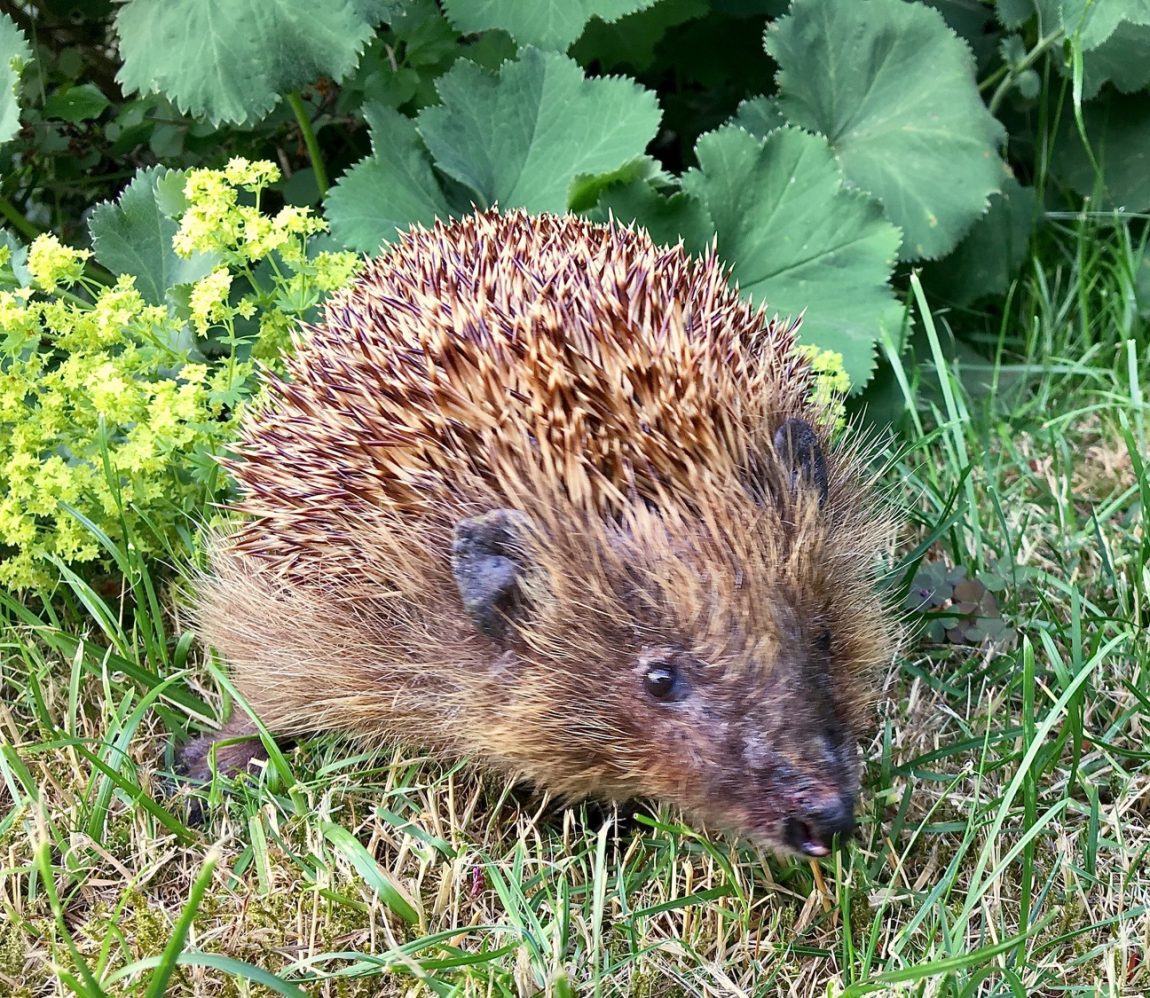 Alex-nimmt-Abschied-von-seinem-Garten-in-Laatzen-trauriger-alter-Igel.jpg