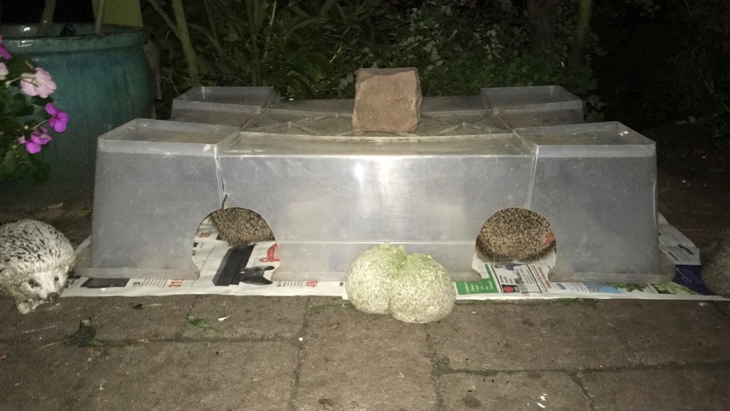 13. Was füttert man an der Futterstelle im Garten, und was muss man ...
